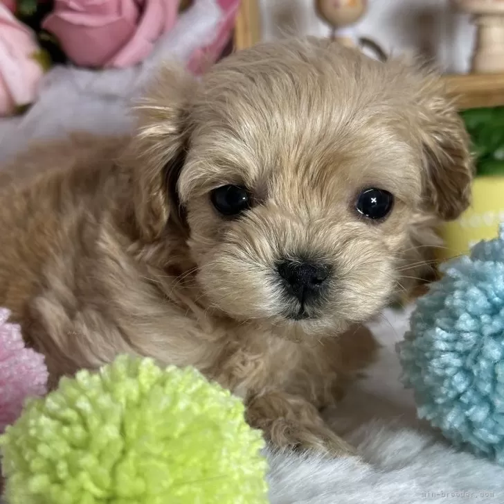 Ｙ.M 様のお迎えした子犬