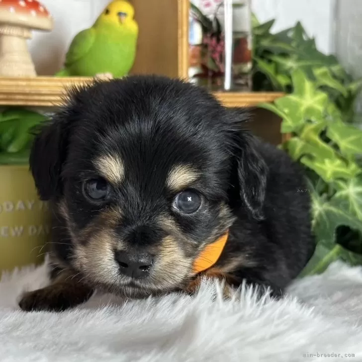 ID：2501-04889の子犬