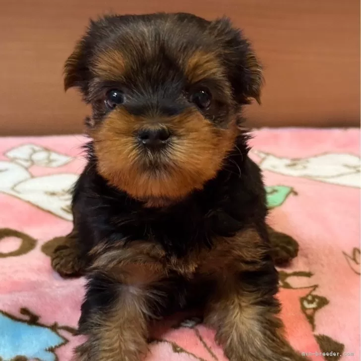 ID：2508-04690の子犬