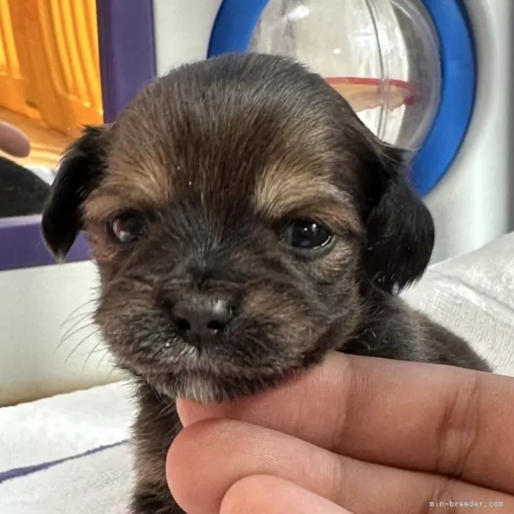 ID：2411-06094の子犬