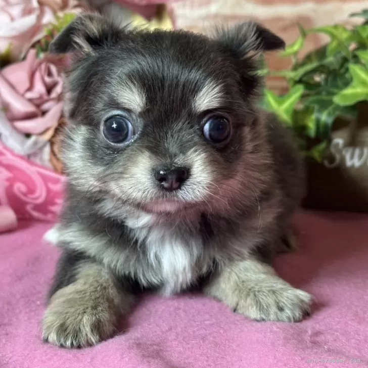 ID：2411-00796の子犬