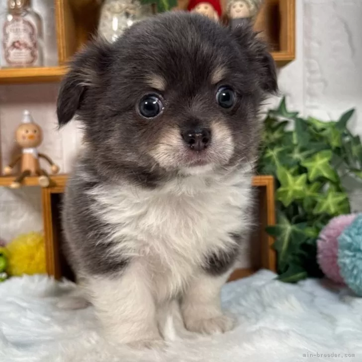 M.M 様のお迎えした子犬