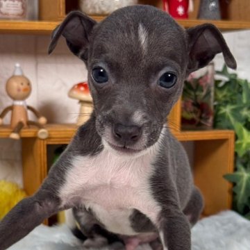 イタリアングレーハウンド【神奈川県・男の子・2025年6月26日・ブルー アンド ホワイト】の写真「ブルー　多めな　綺麗なカラー」