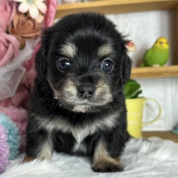 チワックス(チワワ×ダックスフンド)【神奈川県・女の子・2024年12月13日・ブラックタン】の写真「お姉ちゃん」