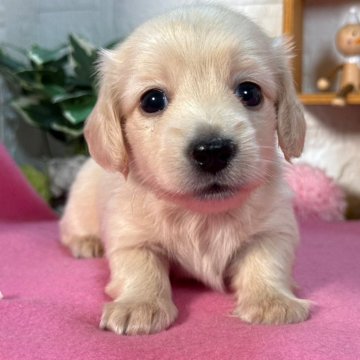 カニンヘンダックスフンド(ロング)【神奈川県・男の子・2025年6月22日・イエロー】の写真「短足　優しいおめめ」