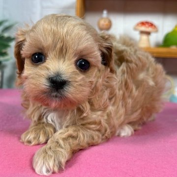 マルプー(マルチーズ×トイプードル)【神奈川県・女の子・2025年7月2日・アプリコット】の写真「可愛いお顔」