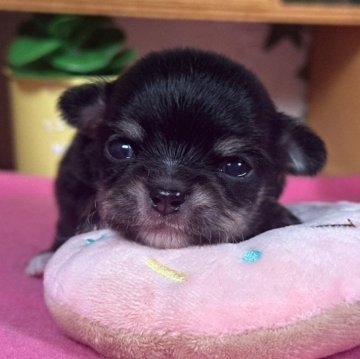 チワワ(ロング)【神奈川県・男の子・2025年5月2日・ブラックタン ホワイト】の写真「兄妹で1番のおチビちゃん」