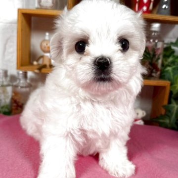 マルチーズ【神奈川県・女の子・2025年9月19日・ホワイト】の写真「甘えん坊な姫」