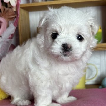 マルチーズ【神奈川県・男の子・2024年12月13日・ホワイト】の写真「おっとりマイペース」