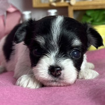 チワマル(チワワ×マルチーズ)【神奈川県・男の子・2025年2月10日・パーティーカラー】の写真「小粒な男の子」