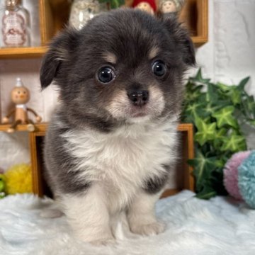 チワワ(ロング)【神奈川県・男の子・2025年6月29日・ブルーホワイト】の写真「イケメンboy」