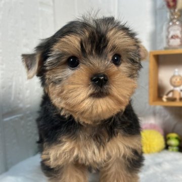 ヨークシャーテリア【神奈川県・男の子・2025年5月2日・スチールブルータン】の写真「明るく元気な甘えん坊」