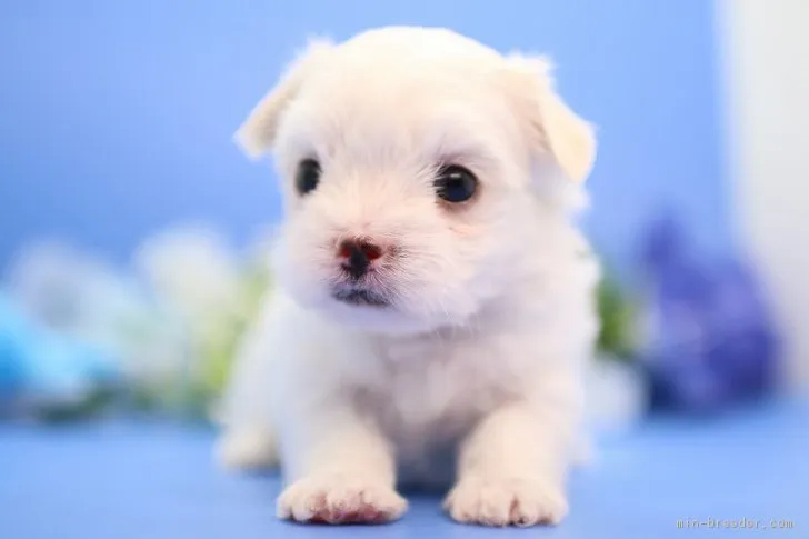 ID：1806-02428の子犬