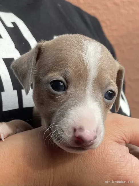 ID：2109-01174の子犬