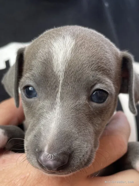 ID：2109-01171の子犬