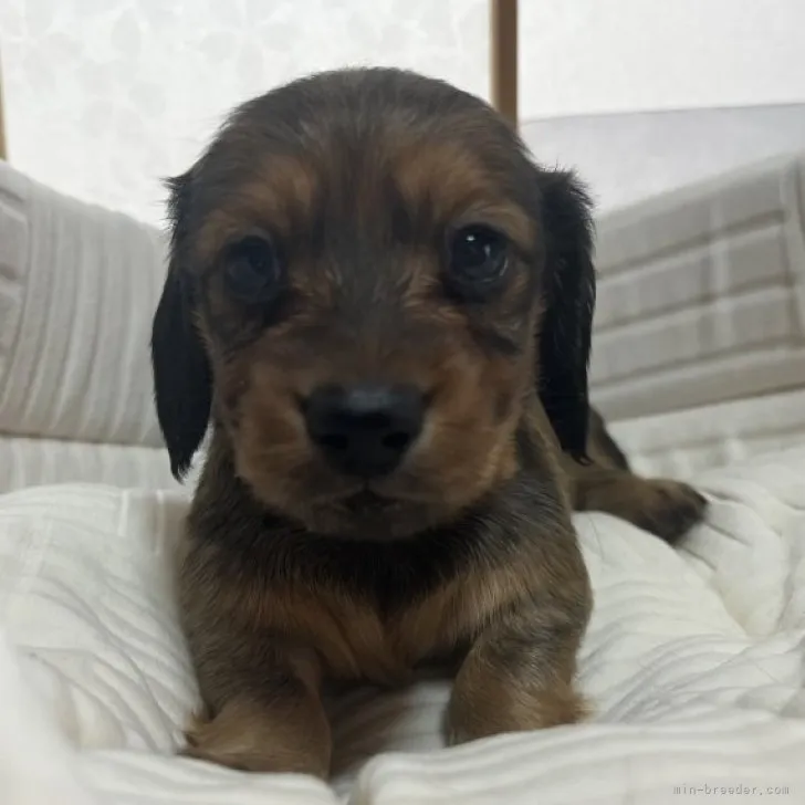 ID：2305-01129の子犬