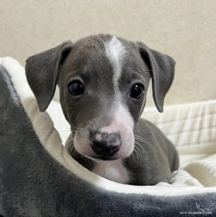 ID：2209-02844の子犬