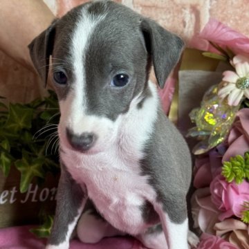 イタリアングレーハウンド【神奈川県・女の子・2024年7月17日・ブルー アンド ホワイト】の写真「ねむねむちゃん」