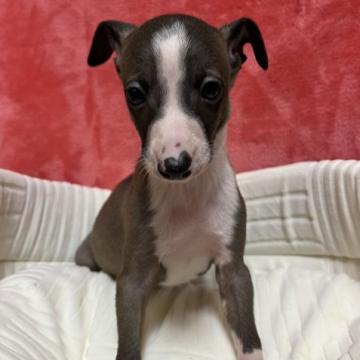 イタリアングレーハウンド【神奈川県・男の子・2022年10月1日・シール アンド ホワイト】の写真「凛々しいお顔の男の子」