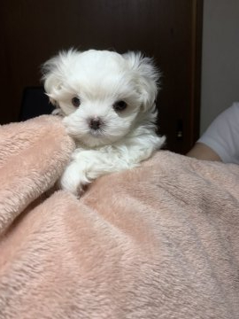 マルチーズ【神奈川県・男の子・2019年10月28日・ホワイト】の写真「可愛い瞳おっとり坊や」