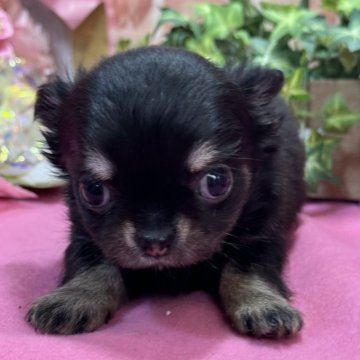 チワワ(ロング)【神奈川県・女の子・2024年8月24日・ブラックタン】の写真「可愛いおめめ」