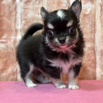 チワワ(ロング)【神奈川県・男の子・2024年4月6日・ブラック アンド ホワイト】の写真「お鼻短め　明るい　男の子」