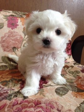 マルチーズ【神奈川県・女の子・2016年7月27日・ホワイト】の写真「可愛いお顔の小さなお姫様♡」