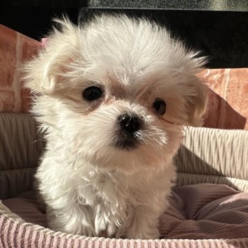 マルチーズ【神奈川県・男の子・2023年10月1日・ホワイト】の写真「パパは　韓マル」