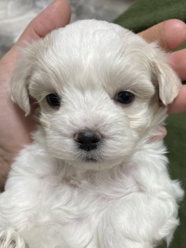 マルチーズ【神奈川県・女の子・2021年11月14日・ホワイト】の写真「のんびり　マイペース」