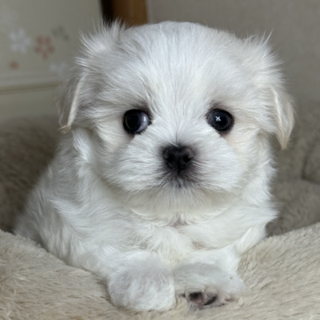マルチーズ【神奈川県・男の子・2024年9月21日・ホワイト】の写真「ふわもこ　抱っこ大好きboy」