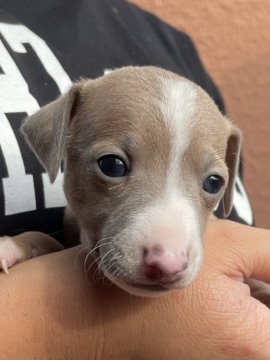 イタリアングレーハウンド【神奈川県・女の子・2021年8月13日・ブルーフォーン アンド ホワイト】の写真「おおらかな　おとなしい子〜♪」