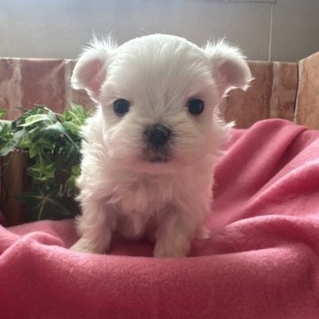 マルチーズ【神奈川県・男の子・2024年3月8日・ホワイト】の写真「お鼻短め　可愛いおめめ」