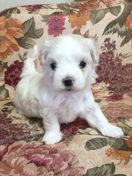 マルチーズ【神奈川県・男の子・2016年7月27日・ホワイト】の写真「お鼻が詰まった明るい性格の ♡ふわふわ男の子♡」