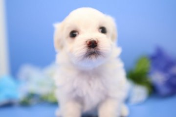 マルチーズ【神奈川県・男の子・2018年5月26日・ホワイト】の写真「【特別価格】可愛い今！お迎えいただきたいので。。」