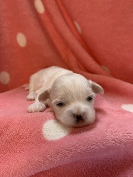 マルチーズ【神奈川県・男の子・2020年7月16日・ホワイト】の写真「ネムネム坊や」