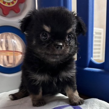 チワワ(ロング)【神奈川県・男の子・2024年7月21日・ブラックタン】の写真「明るいお兄ちゃん」