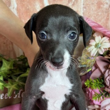 イタリアングレーハウンド【神奈川県・男の子・2024年7月17日・シール アンド ホワイト】の写真「おっとり坊や」