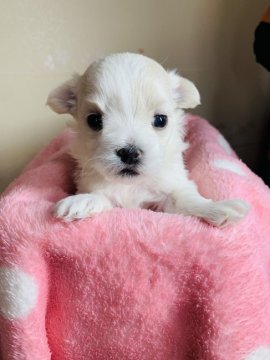 マルチーズ【神奈川県・男の子・2021年3月29日・ホワイト】の写真「もこふわ　お鼻短め　次男くん」
