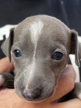 イタリアングレーハウンド【神奈川県・女の子・2021年8月13日・ブルー アンド ホワイト】の写真「おとなしい　女の子」