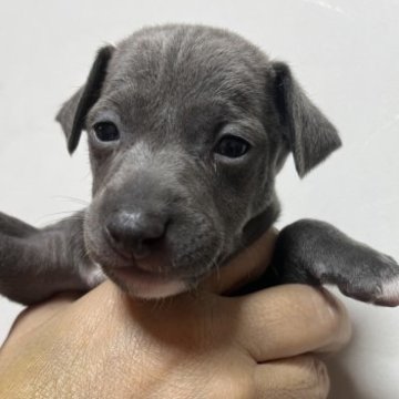 イタリアングレーハウンド【神奈川県・男の子・2023年7月20日・ブルー アンド ホワイト】の写真「ねむねむ坊や」