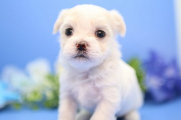 マルチーズ【神奈川県・女の子・2018年5月26日・ホワイト】の写真「♡小ぶりで 元気  明るい姫♡」