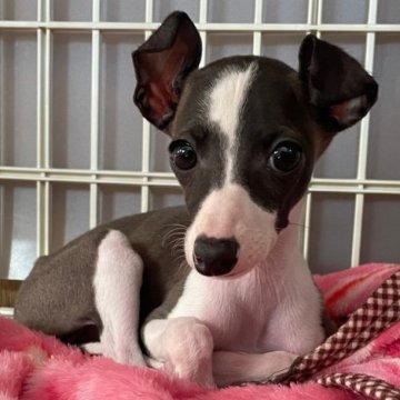 イタリアングレーハウンド【神奈川県・女の子・2022年10月7日・シール アンド ホワイト】の写真「小さめ　明るく元気な女の子」