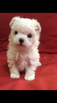 マルチーズ【神奈川県・男の子・2016年3月7日・ホワイト】の写真「マズルが短く可愛いお顔 ふわふわ元気boy」