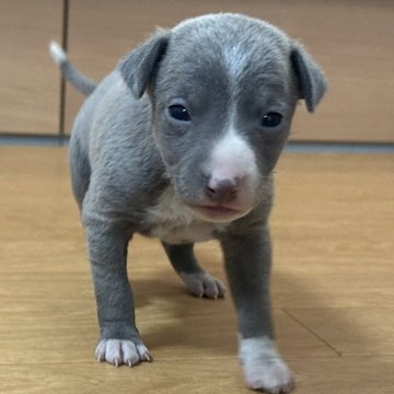 イタリアングレーハウンド【神奈川県・女の子・2024年1月12日・ブルーフォーン アンド ホワイト】の写真「甘えん坊な女の子」