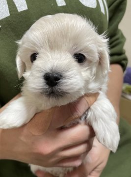 マルチーズ【神奈川県・男の子・2021年11月14日・ホワイト】の写真「おっとり坊や」