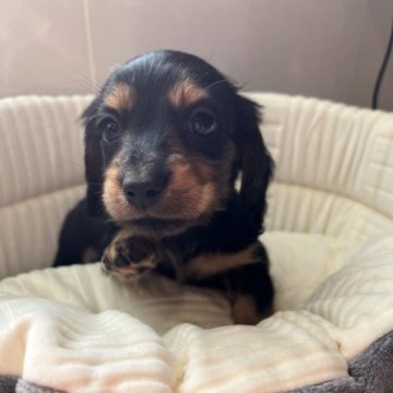 ミニチュアダックスフンド(ロング)【神奈川県・男の子・2023年1月9日・ブラックタン】の写真「おっとりマイペースな男の子」