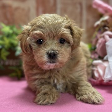 マルプー(トイプードル×マルチーズ)【神奈川県・女の子・2024年7月3日・アプリコット ホワイト】の写真「ねむねむ姫」