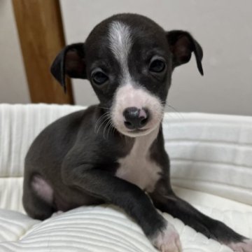 イタリアングレーハウンド【神奈川県・女の子・2023年2月2日・シール ホワイト】の写真「甘えん坊な　女の子」