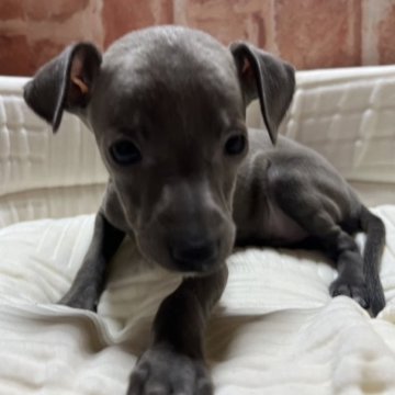 イタリアングレーハウンド【神奈川県・女の子・2023年7月20日・ブルー】の写真「おっとりさん」