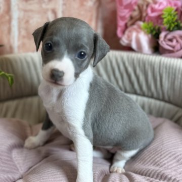 イタリアングレーハウンド【神奈川県・女の子・2024年7月17日・ブルー アンド ホワイト】の写真「甘え姫」